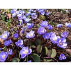 Джефферсония сомнительная, р-р I, 1 шт., Весна 2025 - Фото 1