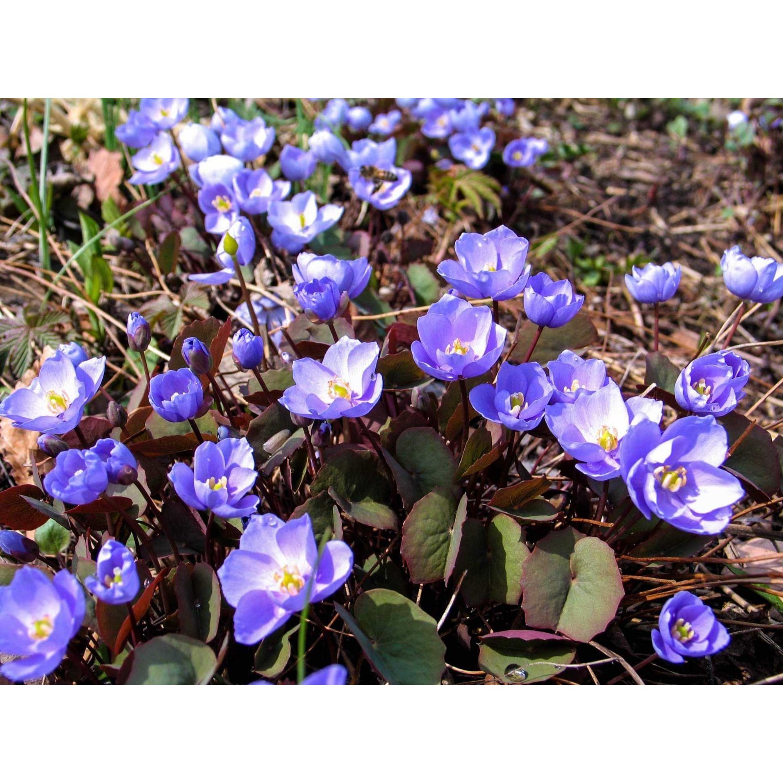 Купить семена Джефферсония сомнительная Веснянка 0,05 г Гавриш в интернет-магази