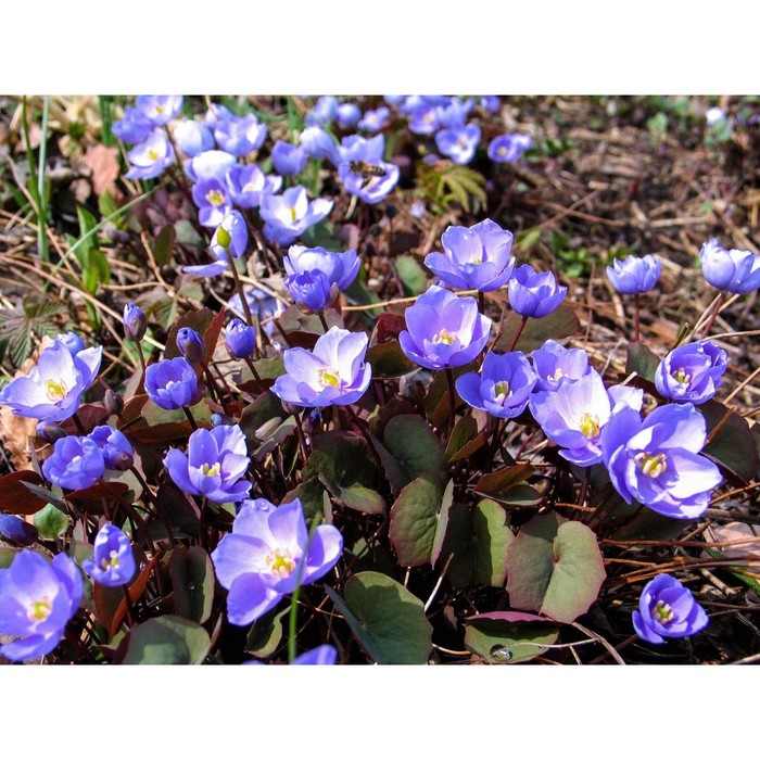 Джефферсония сомнительная, р-р I, 1 шт., Весна 2025 - Фото 1