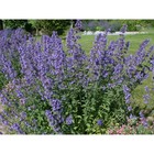 Котовник Фассена «Блу Вандер», р-р I, 1 шт., Осень 2025 10369325