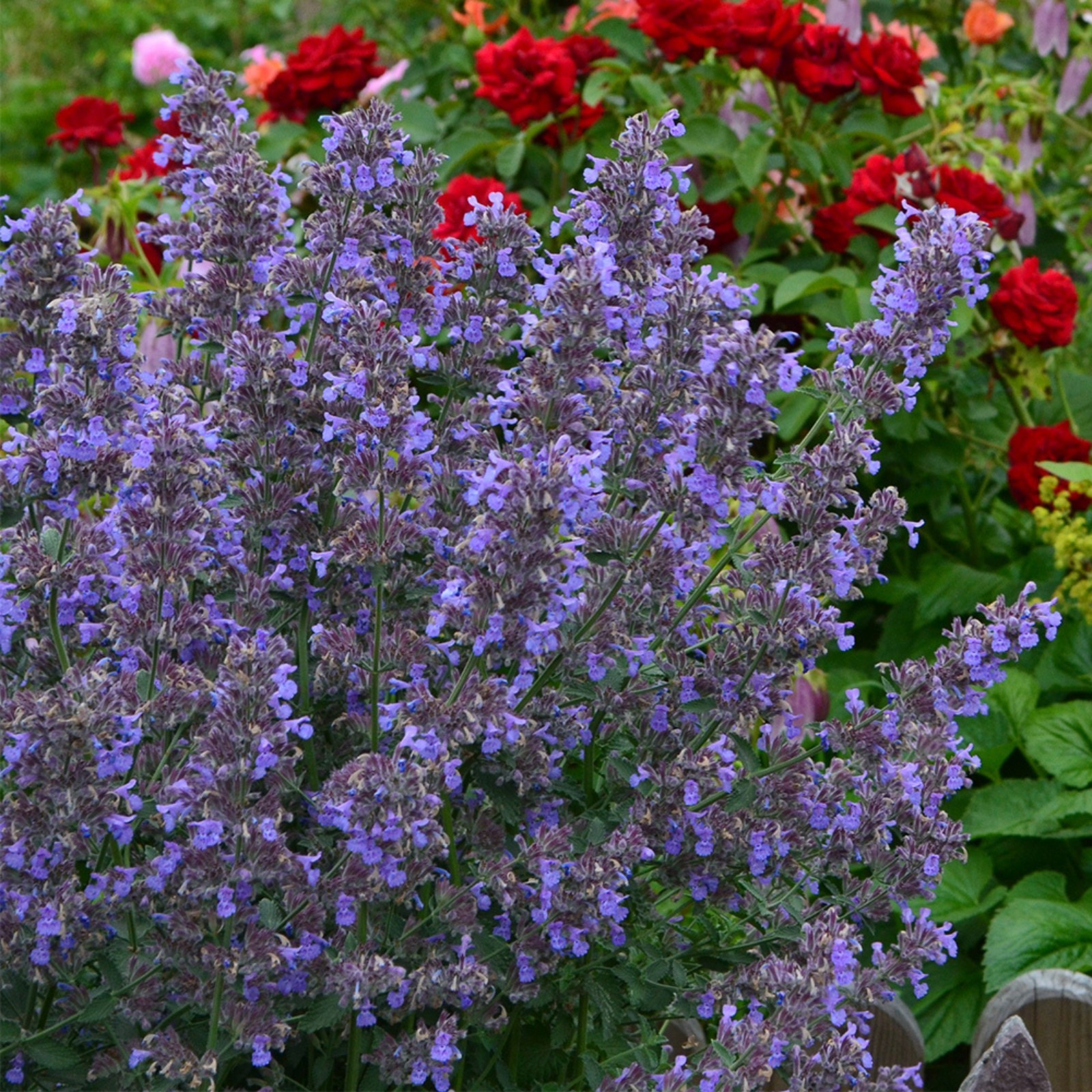 Котовник фассена кит кэт. Котовник Фассена 'Kit Cat'. Котовник Фассена (Nepeta faassenii). Котовник Фассена рассада. Котовник Фассена саженец.