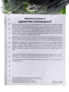 Папоротники «Адиантум стоповидный», р-р I, 1 шт., Осень 2025 - Фото 3