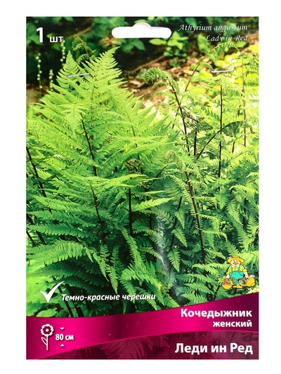 Папоротники Кочедыжник женский «Леди ин Ред», р-р I, 1 шт., Осень 2025