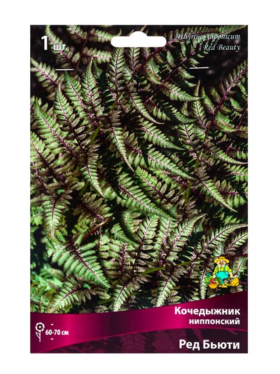 Папоротники Кочедыжник японский «Ред Бьюти», р-р I, 1 шт., Осень 2025