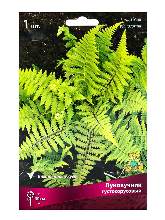 Папоротники Лунокучник густосорусовый, р-р I, 1 шт, Весна 2025 - Фото 1
