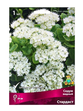 Седум видный Стардаст, р-р I, 1 шт, Весна 2025