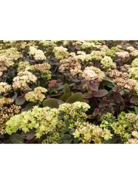 Седум гибридный Йеллоу Ксенокс, р-р I, 1 шт, Весна 2025