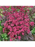 Седум телефиум Ред Коли, р-р I, 1 шт. Весна 2026  (артикул 10369404)  большой выбор товаров оптом и в розницу по низким ценам с доставкой