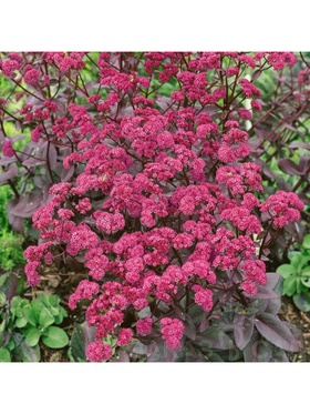 Седум телефиум Ред Коли, р-р I, 1 шт, Весна 2026 10369404