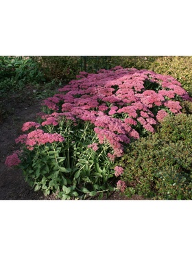 Седум телефиум Хербштфройде, р-р I, 1 шт, Осень 2025