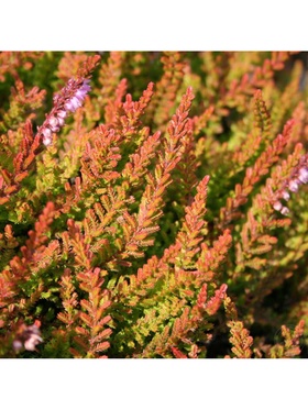 Вереск обыкновенный 