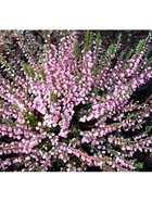 Вереск обыкновенный "Дж. Х. Гамильтон", туба, 1 шт, Весна 2026 10369453