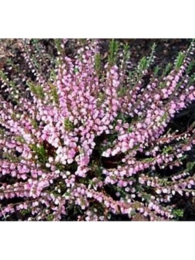 Вереск обыкновенный 