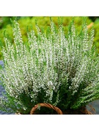 Вереск обыкновенный "Лонг Вайт", туба, 1 шт, Весна 2026 10369454