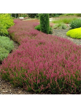 Вереск обыкновенный 