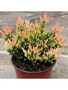 Вереск обыкновенный Спринг Точ туба, 1 шт. Весна 2026 10369457 - фото 8379136