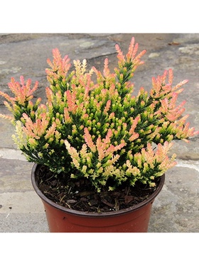 Вереск обыкновенный 