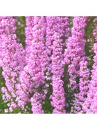 Вереск обыкновенный "Элси Пурнелл", туба, 1 шт, Весна 2026 10369458