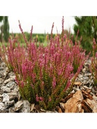 Вереск обыкновенный "Энджи", туба, 1 шт, Весна 2026 10369459