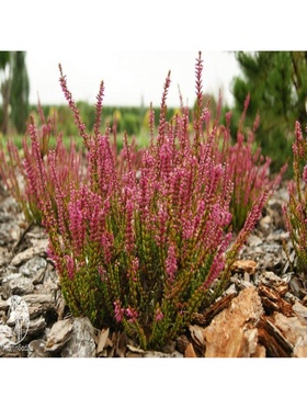 Вереск обыкновенный 