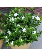 Гардения жасминовидная Радиканс, туба 1 шт. Весна 2026  (артикул 10369461)  большой выбор товаров оптом и в розницу по низким ценам с доставкой