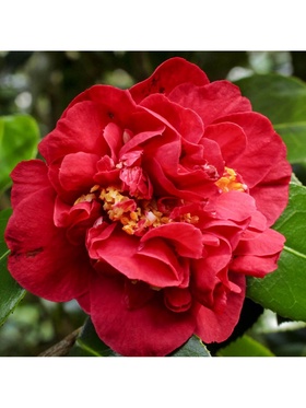 Камелия японская 