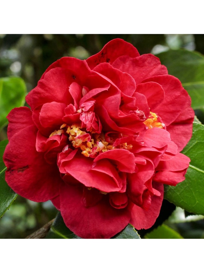 Камелия японская 