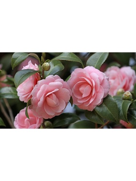 Камелия японская 