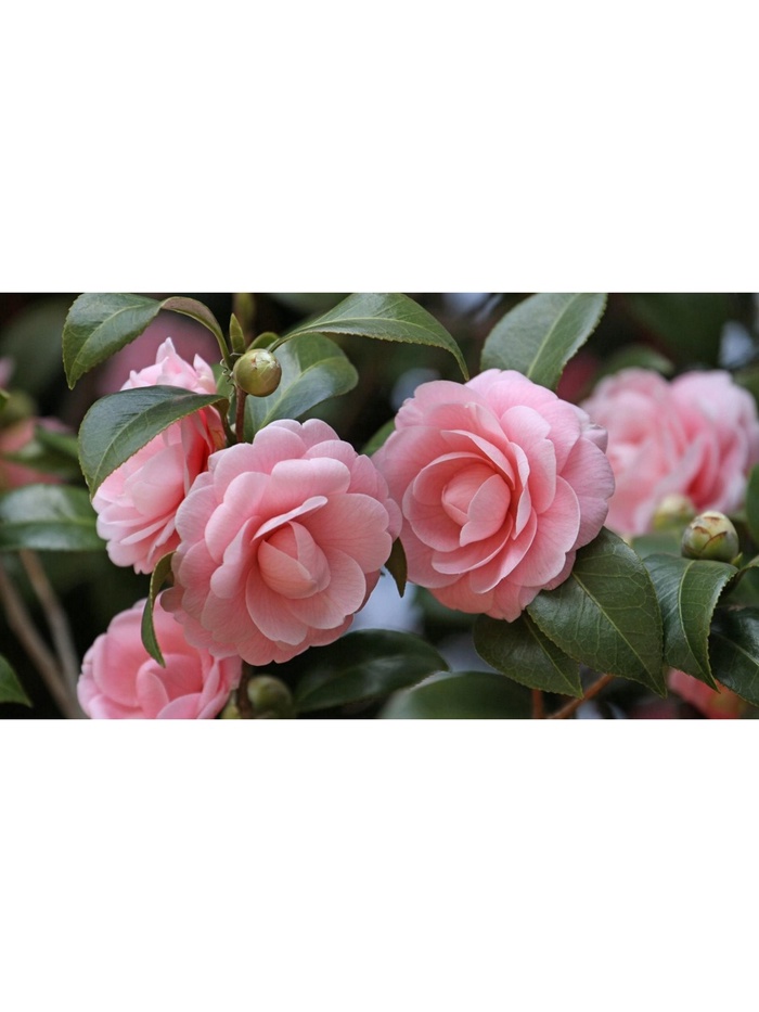 Камелия японская "Бономиана", туба, 1 шт, Весна 2025 - Фото 1