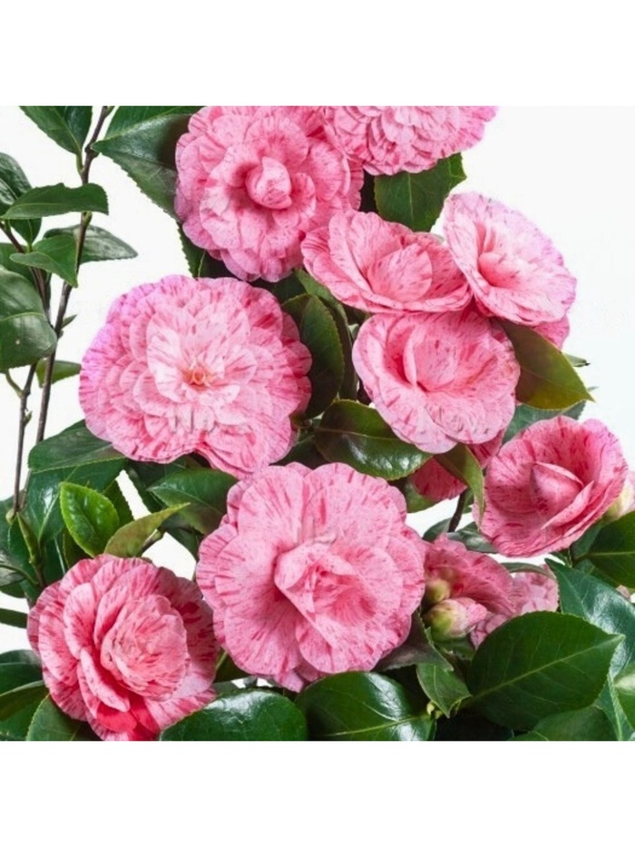 Камелия японская Вильям Бартлетт, туба, 1 шт., Весна 2026 - Фото 1