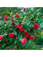 Камелия японская "Доктор Кинг", туба, 1 шт, Весна 2026 10369533