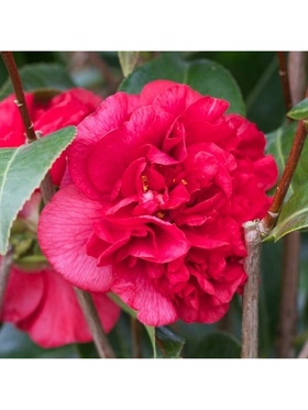 Камелия японская 