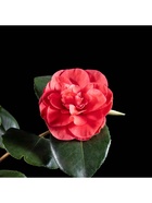 Камелия японская "Леди Кэмпбелл", туба, 1 шт, Весна 2025  (артикул 10369536)  большой выбор товаров оптом и в розницу по низким ценам с доставкой