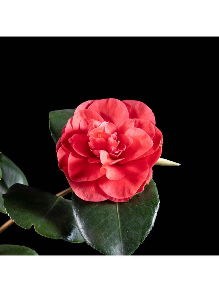 Камелия японская "Леди Кэмпбелл", туба, 1 шт, Весна 2025 - Фото 1