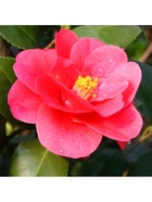 Камелия японская "Мэри Виллимсен", туба, 1 шт, Весна 2025  (артикул 10369538)  большой выбор товаров оптом и в розницу по низким ценам с доставкой