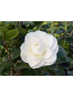 Камелия японская 