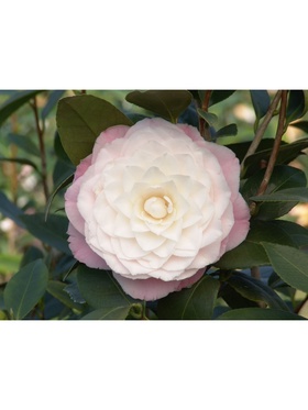 Камелия японская 