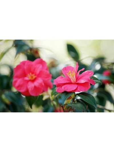 Камелия японская Принцесса Бачиокки, туба, 1 шт., Весна 2026