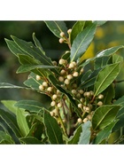 Лавр благородный, туба, 1 шт, Весна 2026 10369556