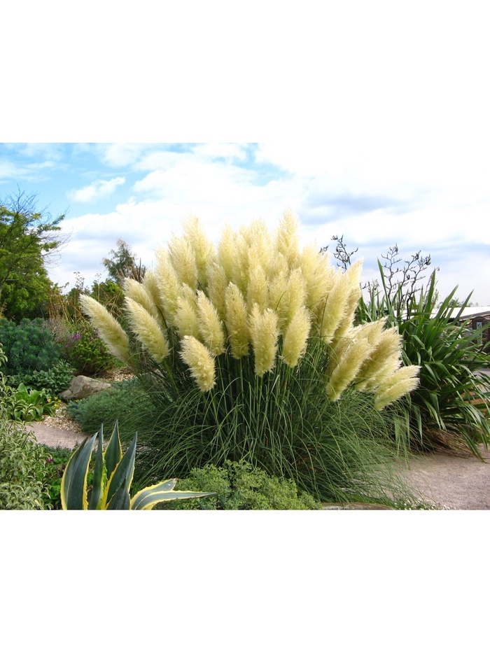 Пампасная трава 