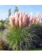 Пампасная трава "Розеа", туба, 1 шт, Весна 2026 10369565