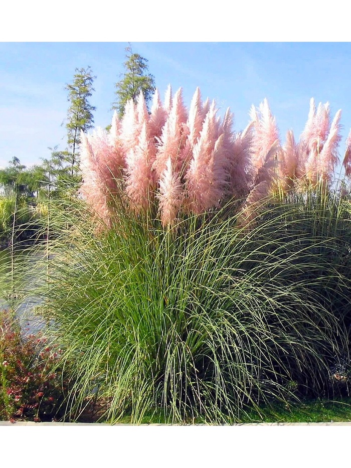 Пампасная трава 