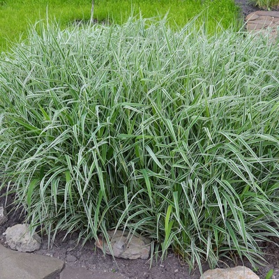 Фалярис тростниковый "Пикта", туба, 1 шт, Весна 2025