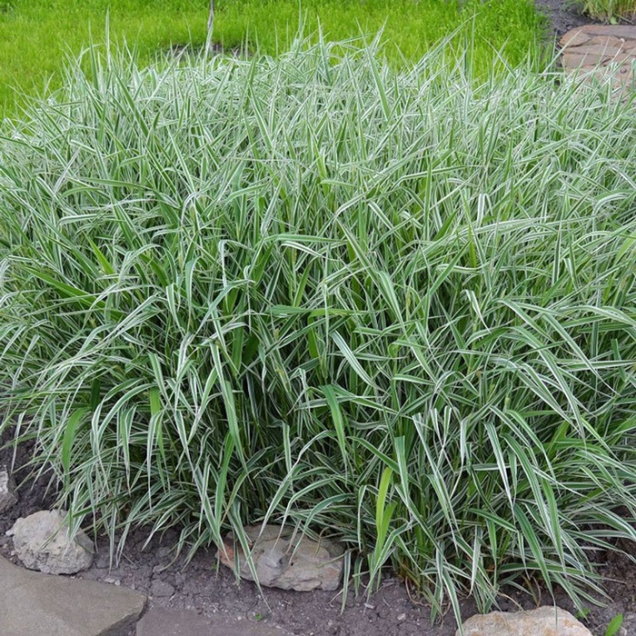 Фалярис тростниковый "Пикта", туба, 1 шт, Весна 2025 - Фото 1