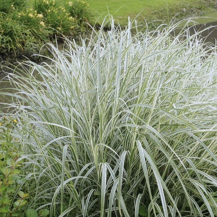 Фалярис тростниковый "Фессей", туба, 1 шт, Весна 2025 - Фото 1