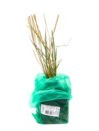 Ячмень гривастый, туба, 1 шт. 10369631