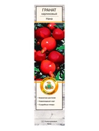 Гранат карликовый «Нана», саженец декоративный, цветущий, туба, 1 шт. - фото 41490897