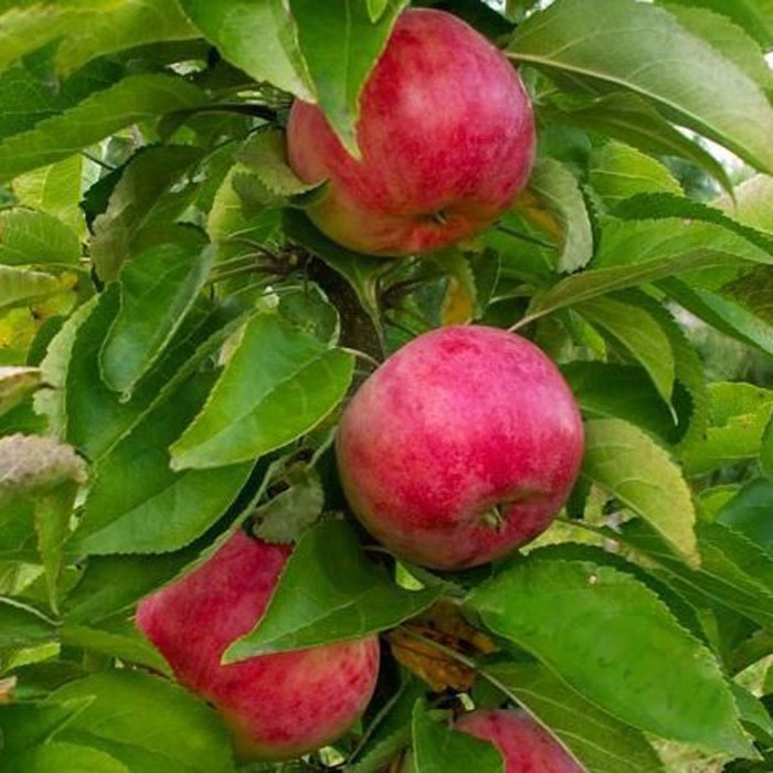 Яблоня арбат описание сорта. Сорт яблонь арбат. Яблоня васюган. Яблоня колоновидная васюган. Сорт яблонь арбат.