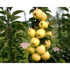 Саженец Яблоня колонновидная Искорка, 1 шт. Весна 2026  (артикул 10530595)  большой выбор товаров оптом и в розницу по низким ценам с доставкой