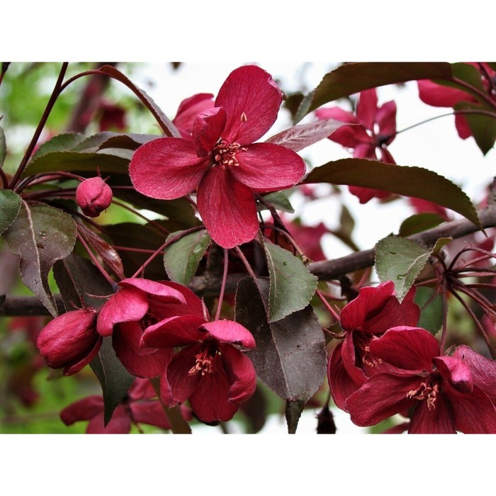 Купить саженец Яблоня Роялти. Цены на саженцы в Белгороде